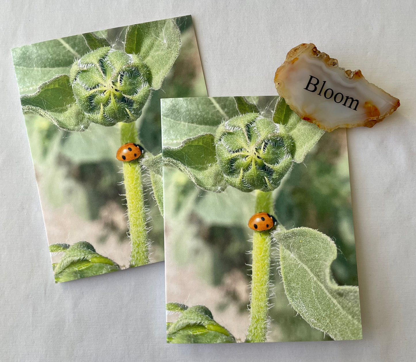 Ladybug on Stem of Sunflower Bud Nature Photography Single Greeting Card with Kraft Envelope